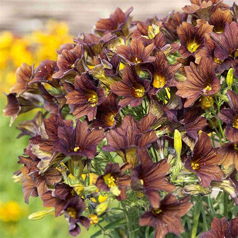 Painted Tongue Café Au Lait Seeds Salpiglossis Sinuata