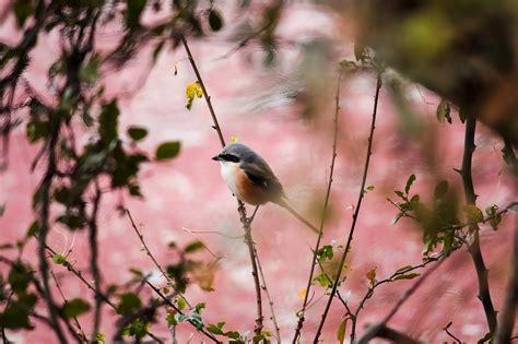 Long Tailed Shrike Bird India Free Photo On Pixabay