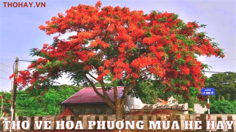 Thơ Về Hoa Nở Hoa Tàn ️️ 25 Bài Thơ Hay Nhất