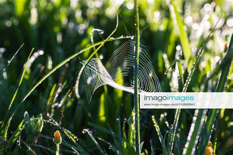 Spiderweb Close Up On A Green Grass Spiderweb Close Up On A Background