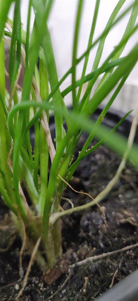My indoor chive plant is covered in tiny bugs. Please help | Scrolller