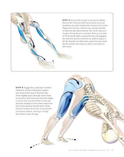 Arm Balances And Inversions Arm Balances Yoga Anatomy Inversions