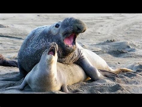 Elephant Seal Mating Video Making Love YouTube