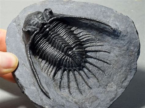 Trilobite Rare Kayserops Megaspina Catawiki