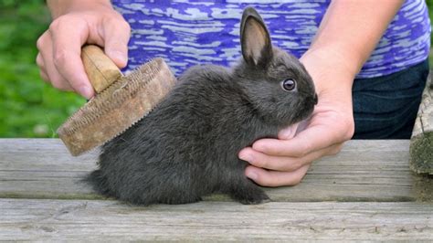Flea Advice For Rabbits Flea Symptoms And Treatment Medivet