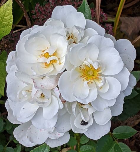 White Rose Of York Cluster By Greyam On Deviantart