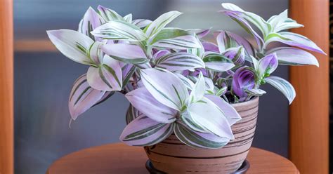 Tradescantia O Amor De Hombre Cuidados Esenciales De Esta