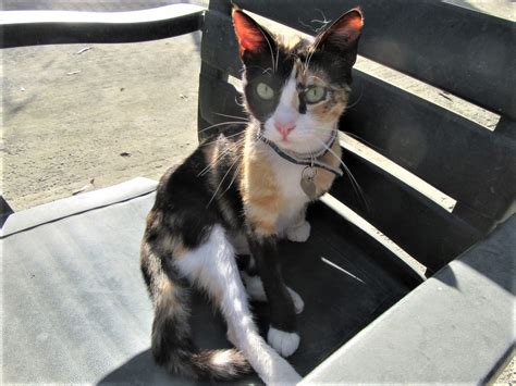 Malcolm Cat Protection Society Help Us Make A Difference For The Cats