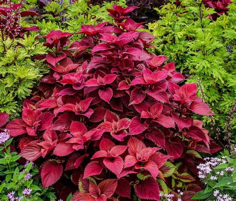 Coleus Growing Guide For Gloriously Colorful Borders Garden And Happy