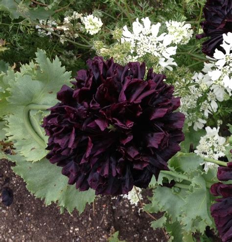Black Peonies