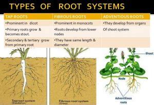 Root Systems & Its Types – StudiousGuy