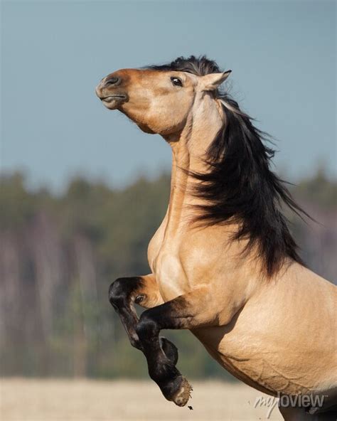 Buckskin Horses Rearing