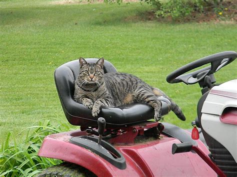 Lawn Mower Kitty