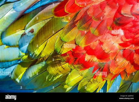 plumage pattern  res stock photography  images alamy