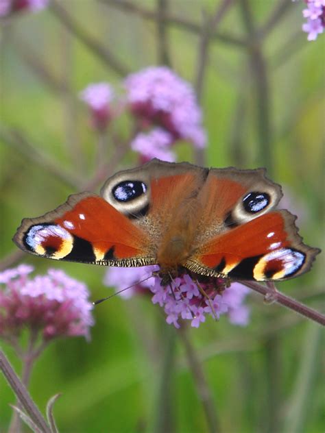 Masterclasses and Events – Knoll Gardens – Ornamental Grasses and
