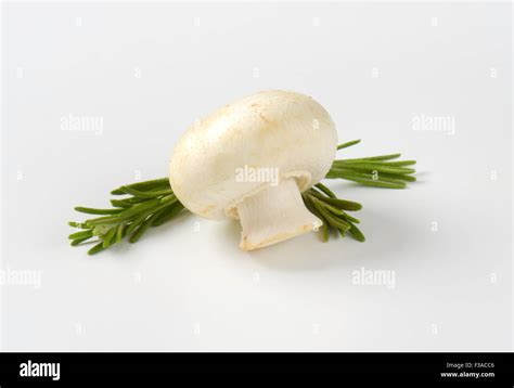 Single Unpeeled White Button Mushroom Stock Photo Alamy