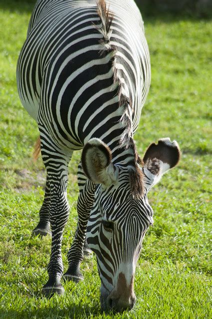 Gr Vy S Zebra Equus Grevyi A Photo On Flickriver