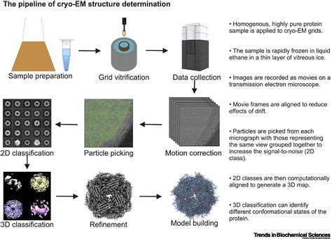 Emerging Role Of Electron Microscopy In Drug Discovery Trends In