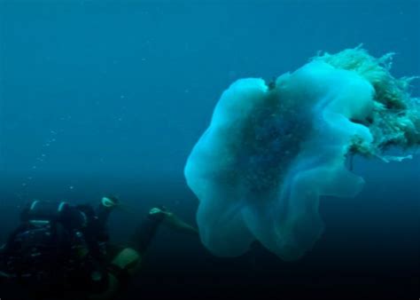 VIDEO Medusa más grande que una persona aparece en el Lejano Oriente