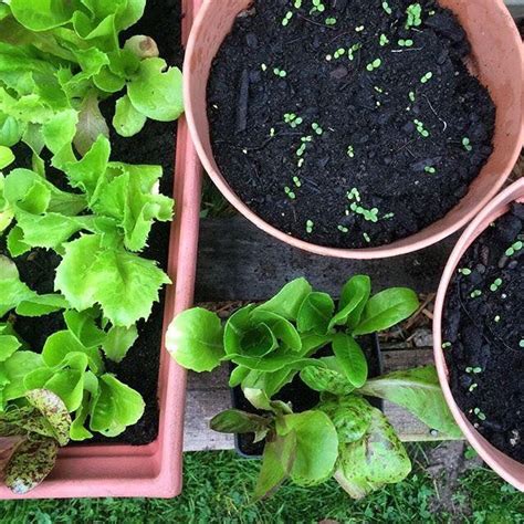 Vegetais De Crescimento R Pido Que Podem Ser Colhidos Em Pouco Tempo