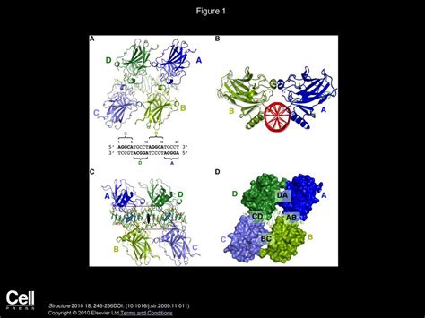 Crystal Structure Of The P53 Core Domain Bound To A Full Consensus Site As A Self Assembled