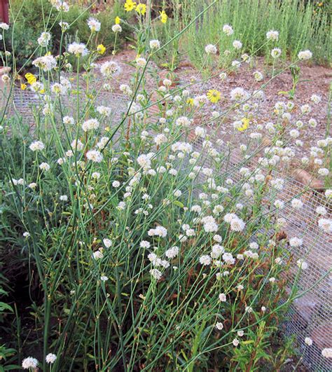 Plant of the Moment - Eriogonum Nudum