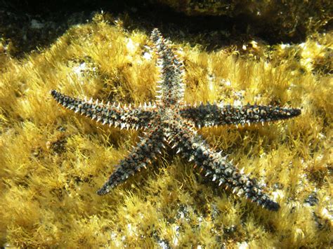 Морские звезды Средиземного моря – список, описание, фото и видео ...