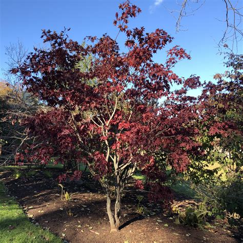 Emperor Japanese Maple Manor House Gardens