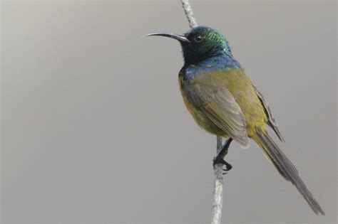 Orange Breasted Sunbird Holmen Birding Safaris