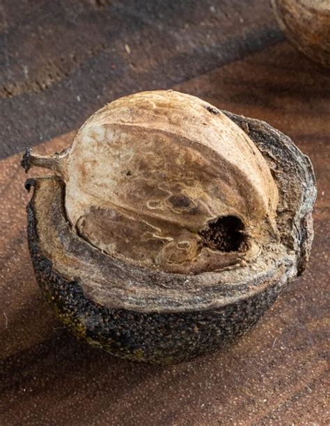 Shagbark Hickory Nuts Harvesting Cracking And Cooking