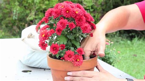 How To Grow Mums In A Pot Gardening With Mums Youtube