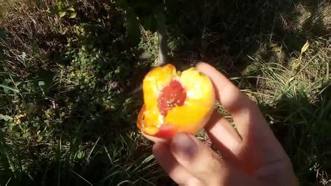 Персик Золотой Юбилей Описание Сорта Фото – Telegraph