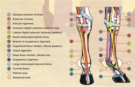 Equine Pelvic Limb Anatomy Nbkomputer