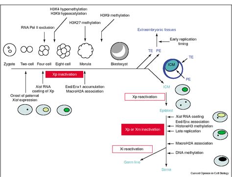 Figure From Recent Advances In X Chromosome Inactivation Semantic