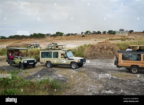 Group Of Lion Cubs Panthera Leo Surrounded By Safari Vehicles