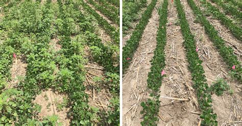 Keys to Managing Herbicide Resistance in Soybeans | CropWatch | University of Nebraska–Lincoln