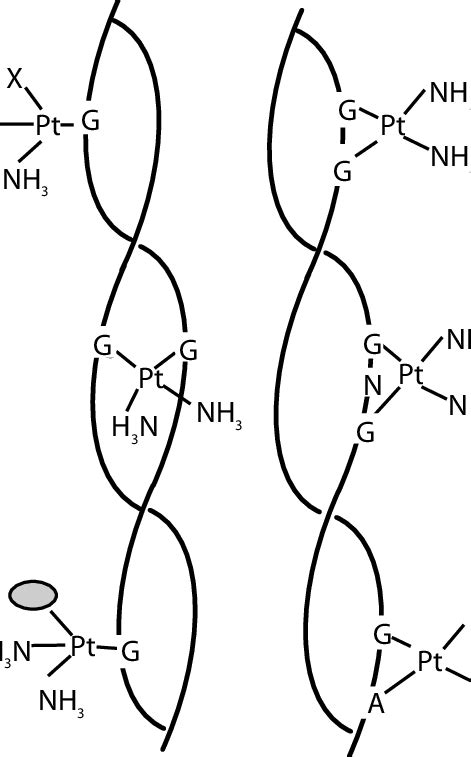 Cisplatin Dna Adducts A Pt G Monofunctionally Cisplatin To