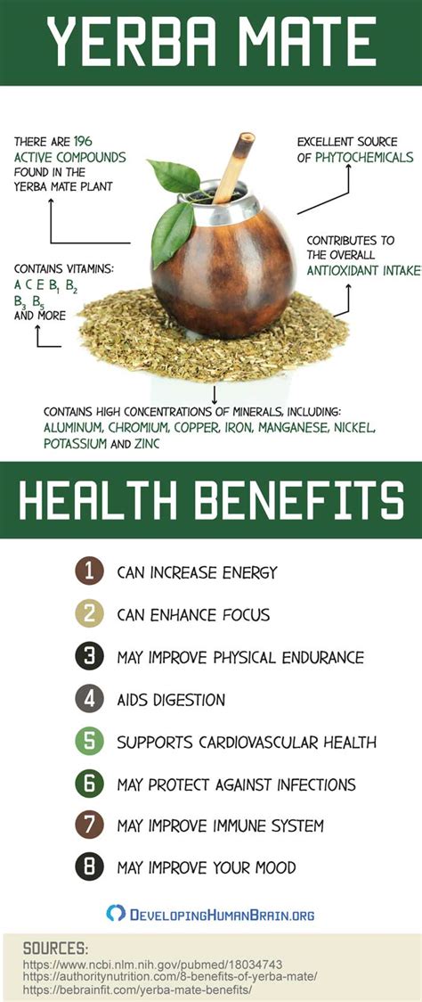 Yerba Mate For The Brain All You Need To Know