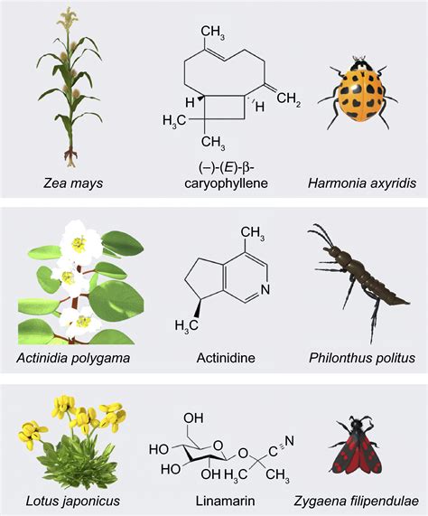 Chemical Convergence Between Plants And Insects Biosynthetic Origins