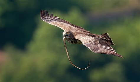 Short-toed snake eagle facts, distribution & population | BioDB