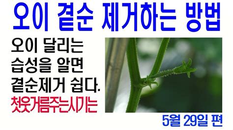 오이곁순제거 오이순자르기 오이웃거름주기 오이재배방법 Youtube