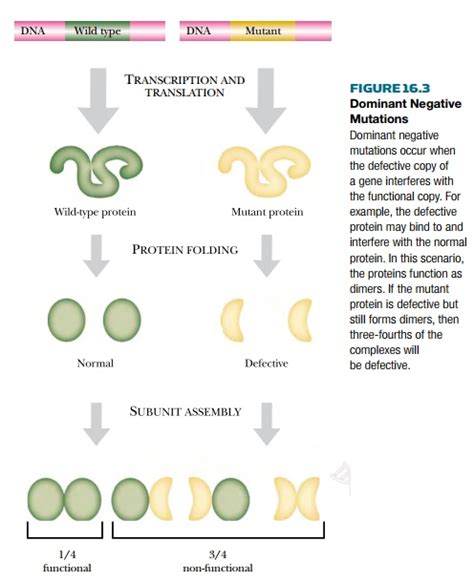 Dominant Mutations May Be Positive Or Negative