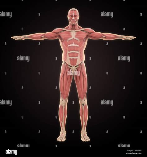 Illustrazione Di Anatomia Dei Muscoli Addominali Maschili Immagini E