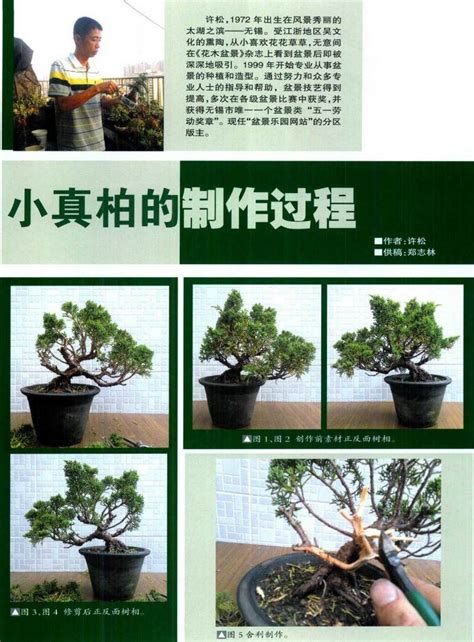 图解 小型真柏盆景怎么制作的11个过程 Penjing8盆景吧