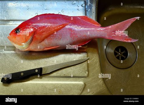 Fish In Sink High Resolution Stock Photography And Images Alamy