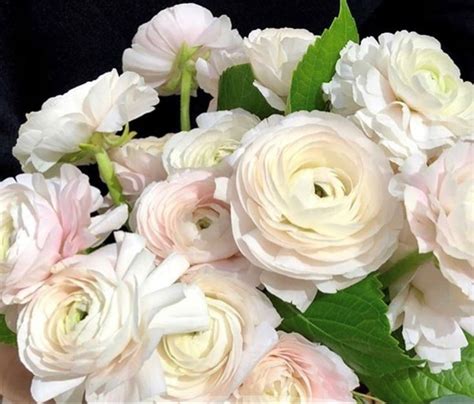 White Ranunculus Ranunculus Wedding Flowers Flowers Near Me