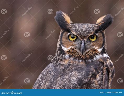 Great Horned Owl Ears Stock Image Image Of Virginianus 31115241