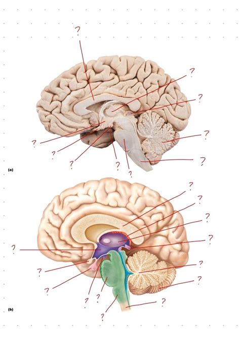 Brain Medial View Diagram Quizlet