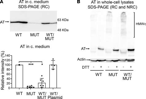 Characterization Of P Arg Serfs Dominant Negative Effect On Wt At