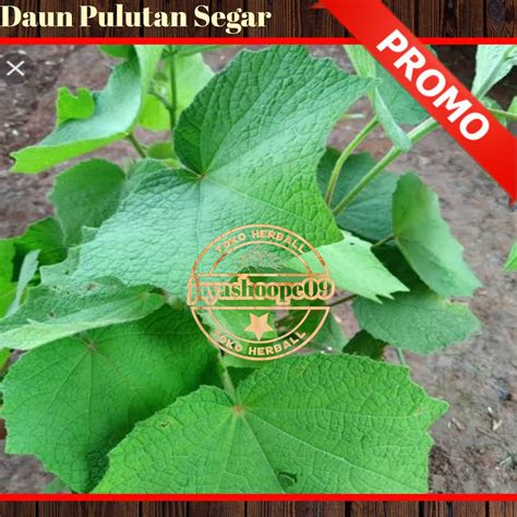 Daun Pulukan Segar Pungpurutan Per 500 Grm Lazada Indonesia